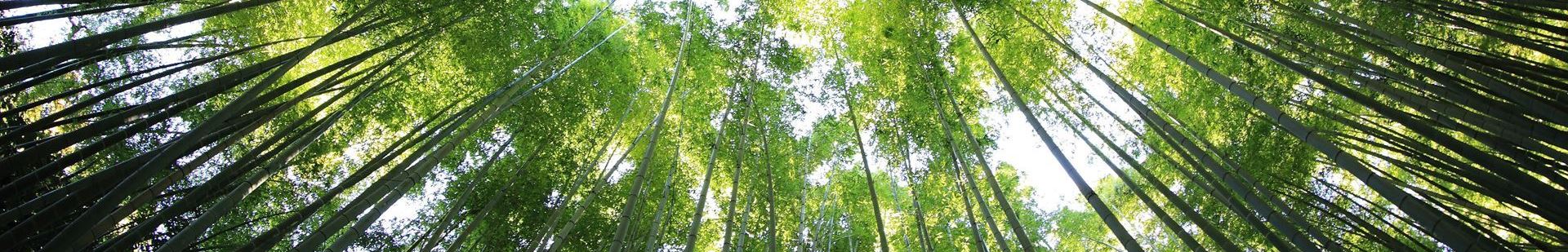 A decorative image of trees